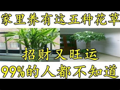 玄關招財植物|最旺入門玄關植物放什麼最好 一進門見到什麼植物旺。